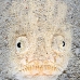 stargazer_reticulate_av_v_0123_alo4652.jpg